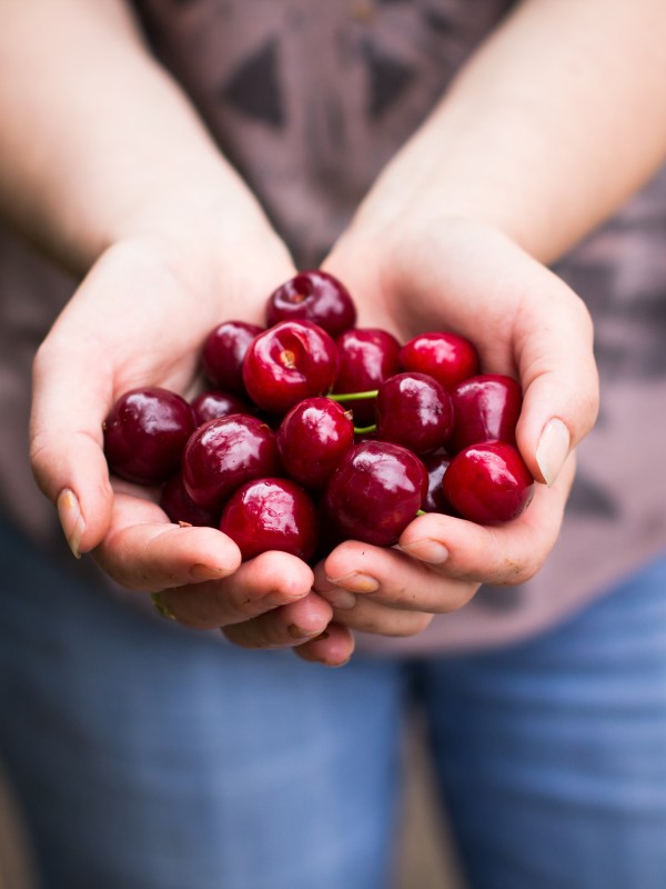 Handful of healthy cranberries