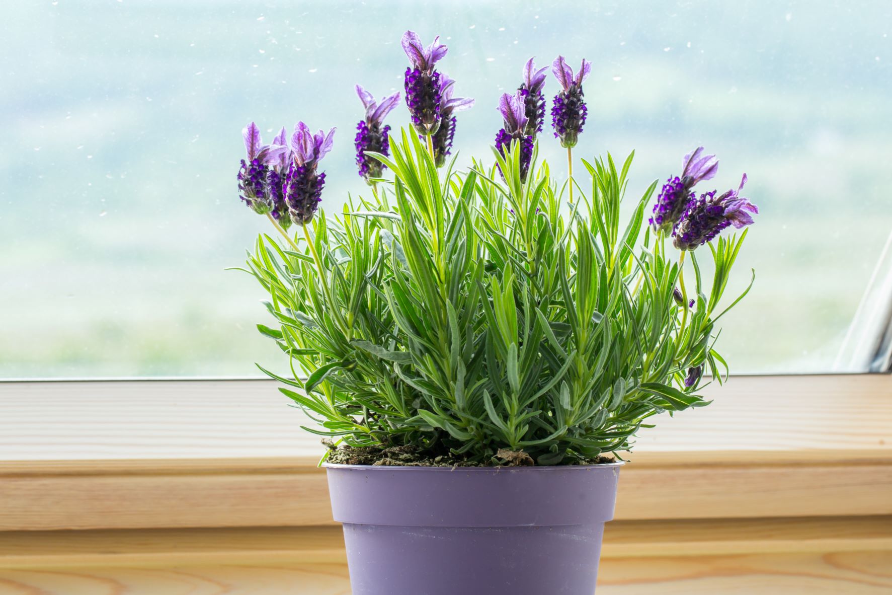 How to care for your lavender plant indoors