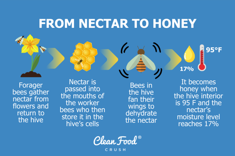 Everything You Need to Know About Honey | Clean Food Crush